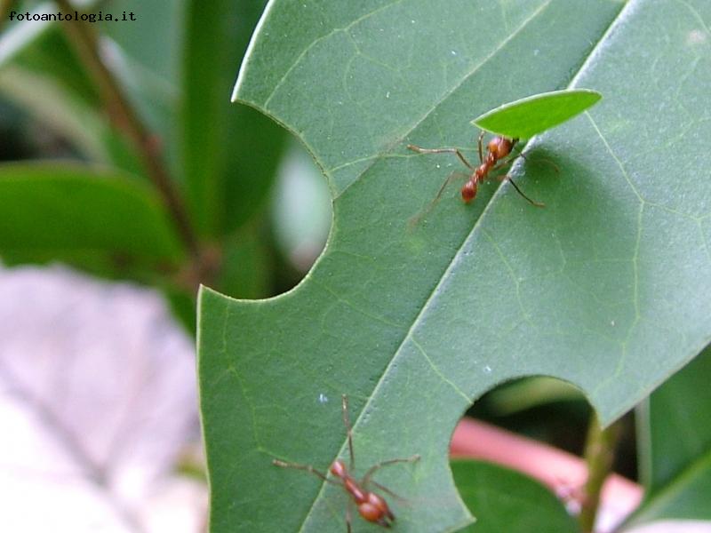 formica tagliafoglie