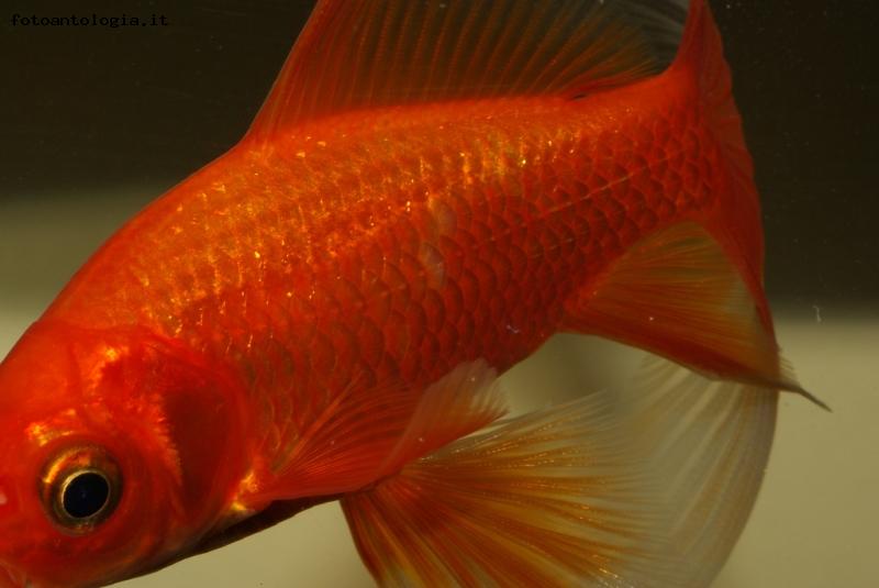 fotografando l'acquario