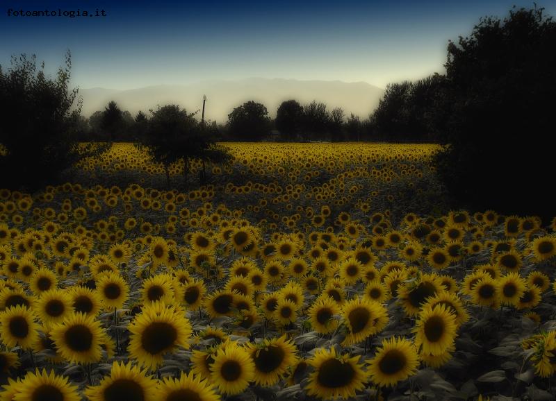 ..campo di girasoli...