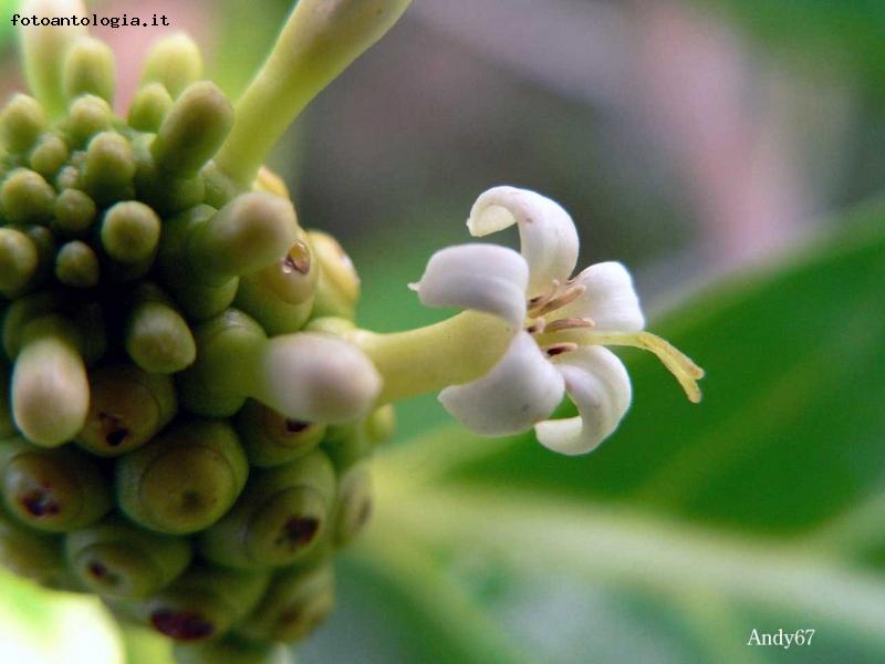 Noni (Morinda Citrifolia)