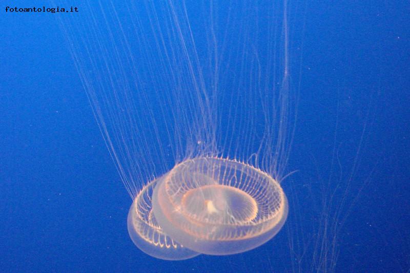 meduse bianche