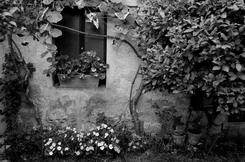 giardino in bianco e nero