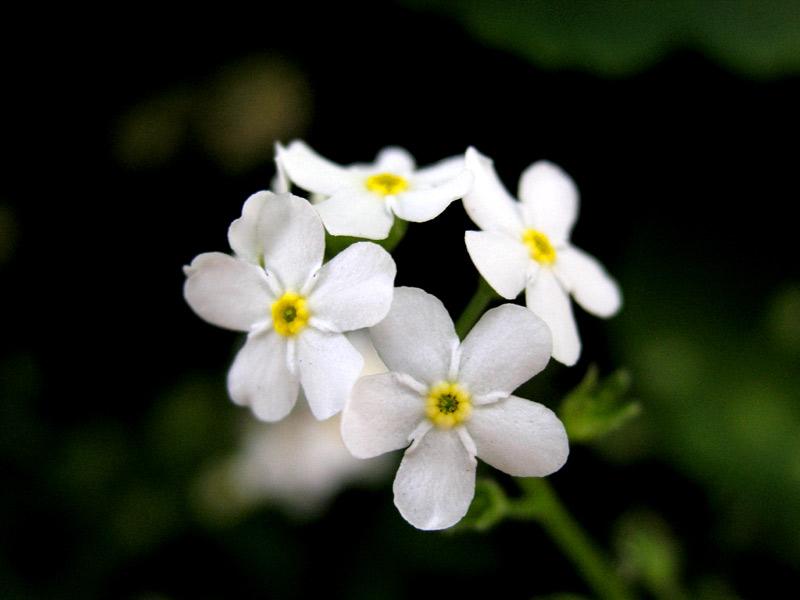 fiorellini bianchi
