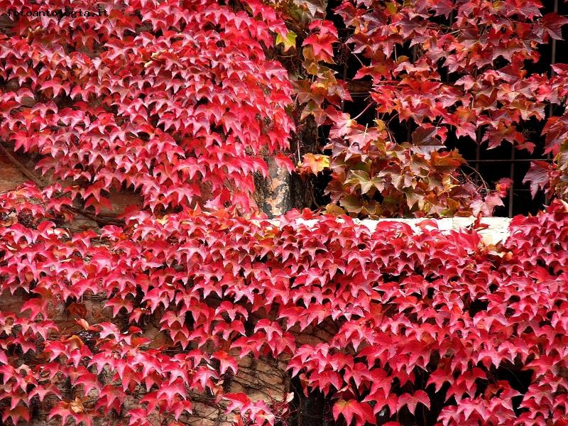 Autunno_rosso