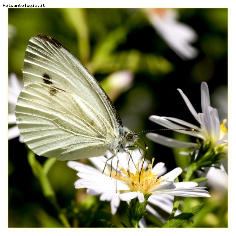 Pieris brassicae