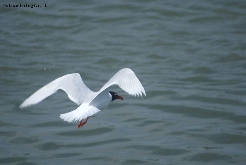 gabbiano in volo