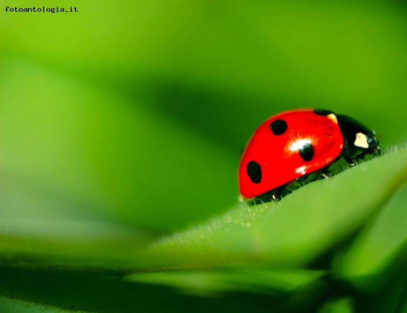 coccinella 2