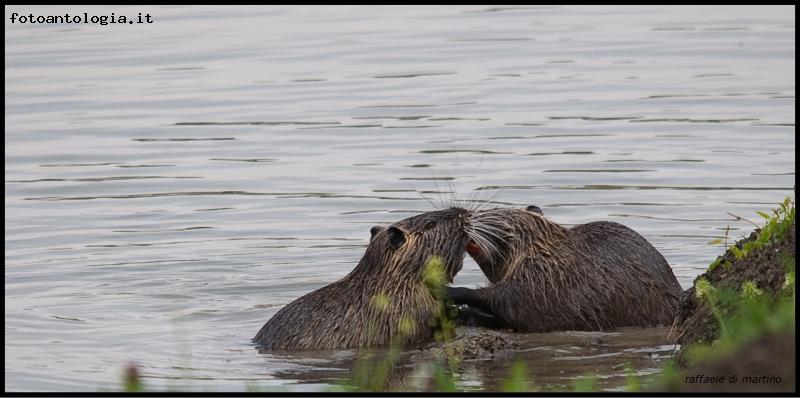 nutrie in amore