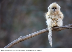 Wildlife Photographer of The Year