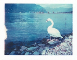 Fine Polaroid Art