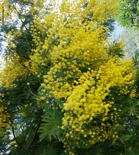 ...LA MIMOSA LIGURE..AUGURI A TUTTE LE DONNE