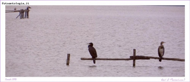 Oasi Lipu Lago di Massaciuccoli