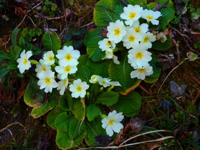 arriva la primavera-primule