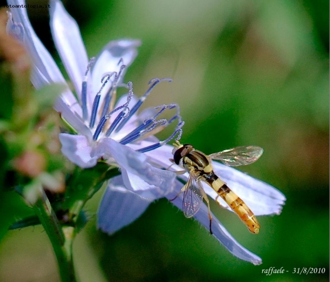 macro sulla sponda del reno