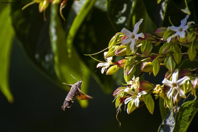 Sfinge del galio (farfalla colibr)