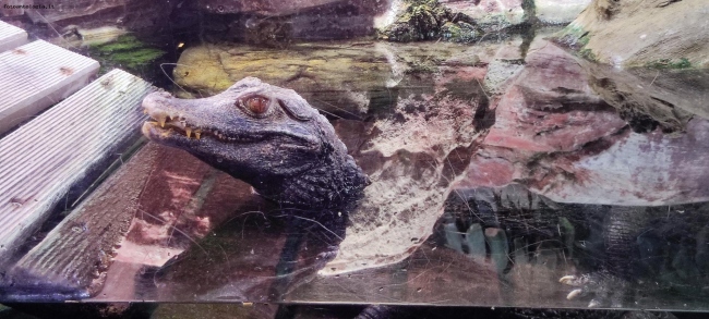 Acquario di Genova - Caimano nano di Cuvier