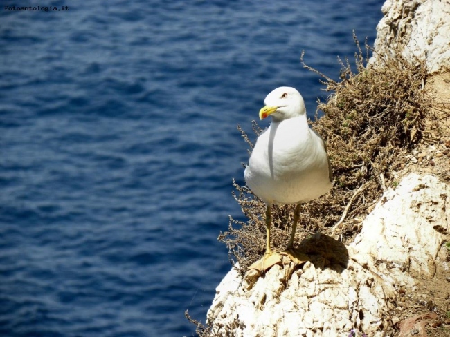 mamma gabbiano