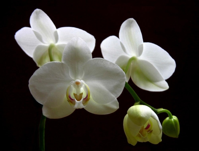 phalenopsis