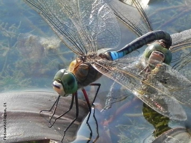 DEPOSIZIONE UVA LIBELLULA