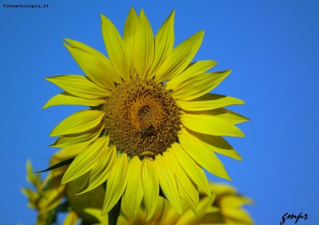 girasole