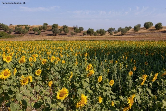 Campo di Girasoli