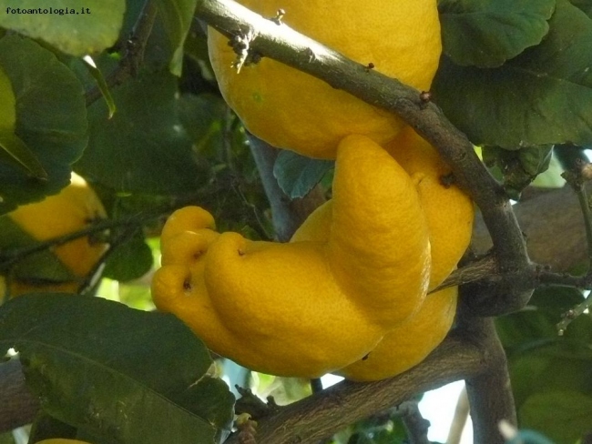 limoni