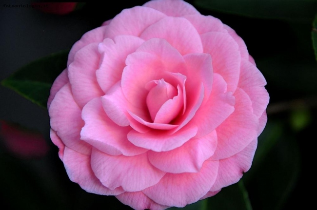 Camelia japonica