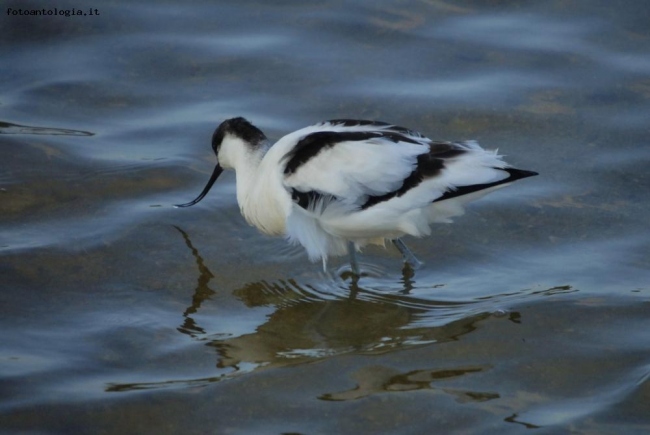 avocetta