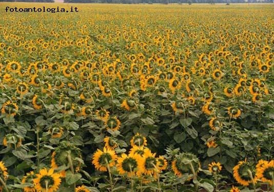 girasoli