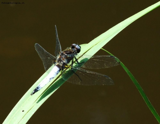 libellula