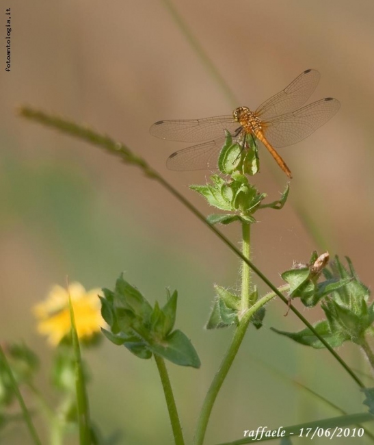 libellula