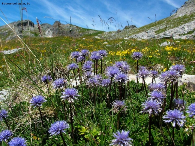 globularia