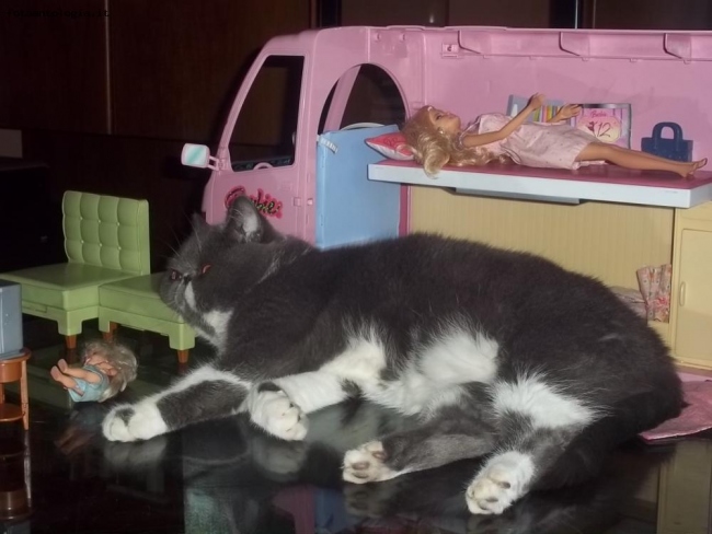 Il gatto di Barbie