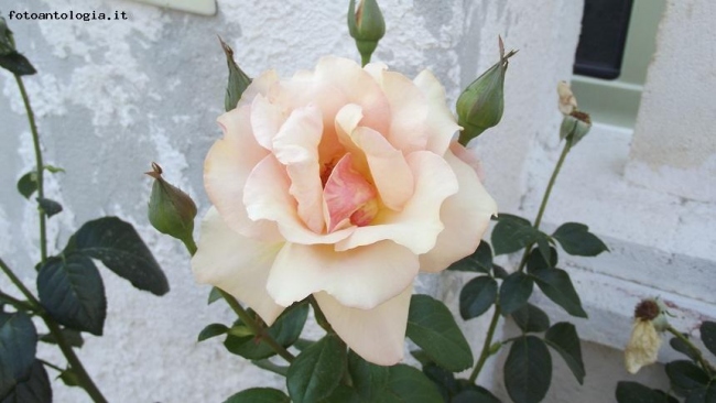 ti  chiamero' ROSA