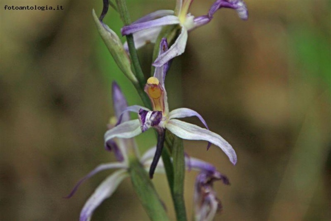 orchidea spontanea