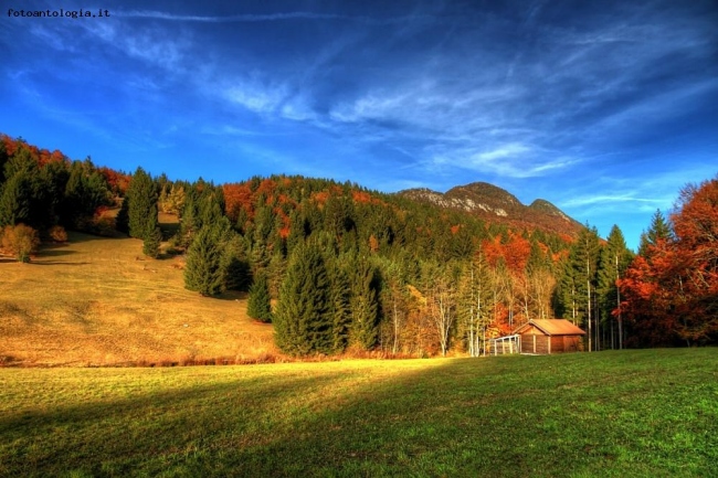 Red forest