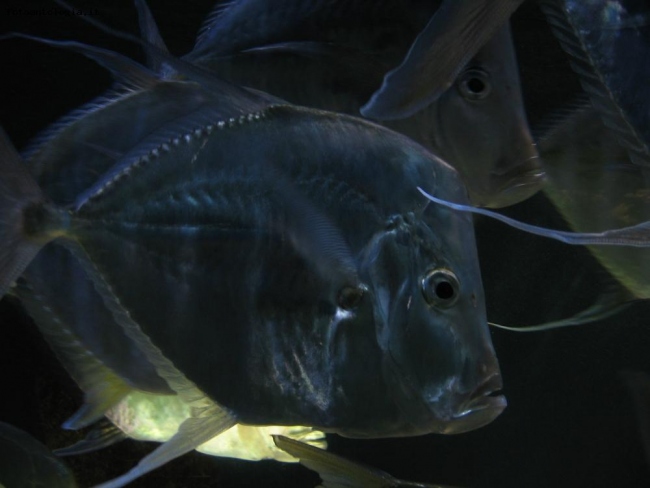 Dentro l'acquario