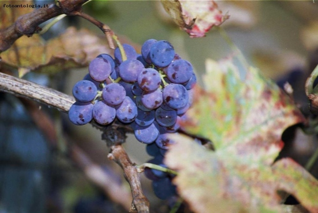 l'ultimo grappolo rimasto..dopo la vendemmia