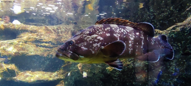 Acquario di Genova