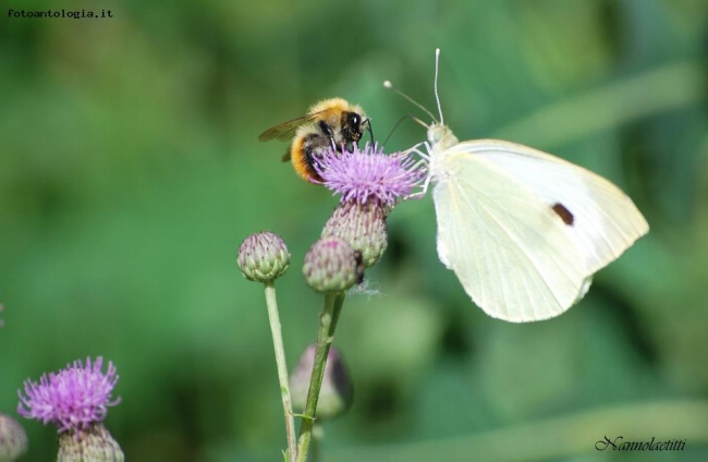 Un fiore per due