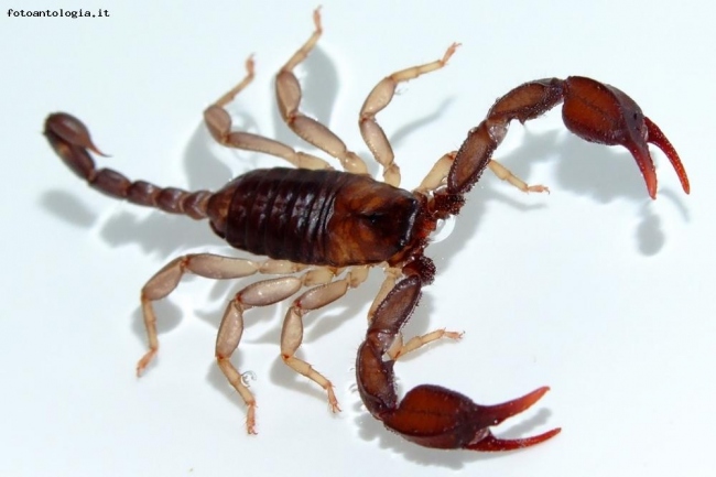 Lo scorpione