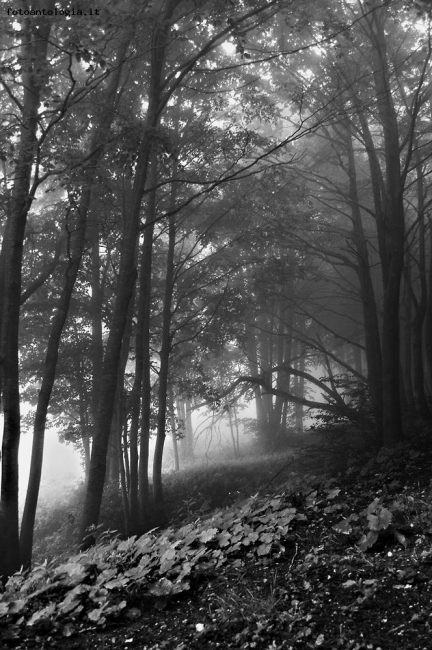 Bosco nella nebbia