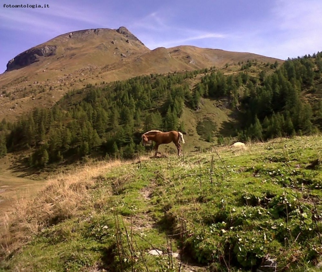 haflinger libero!