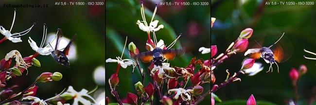 Macroglossum Stellatarum