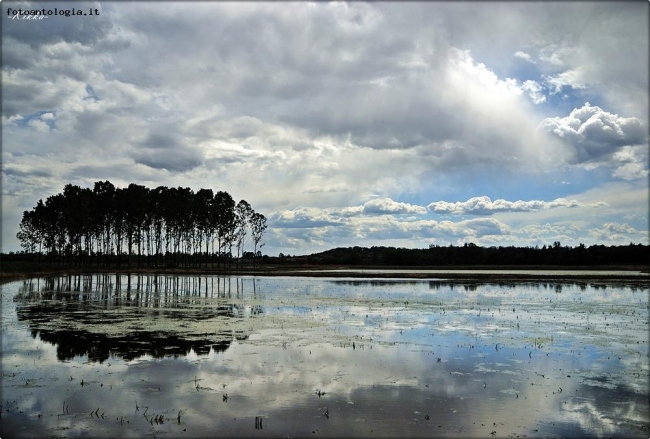 riflessi.. in risaia