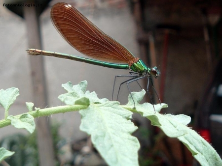 libellula cittadina