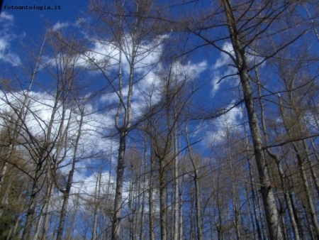 alberi alpini..