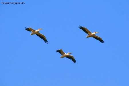 Pellicani in volo