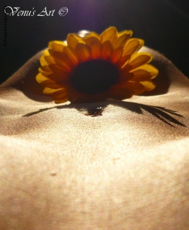 girasole