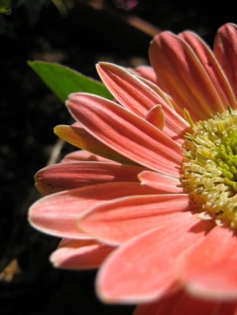 Gerbera